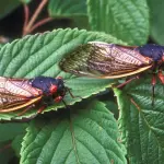 Laringoplastica, arriva una soluzione ricavata dalle cicale