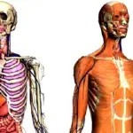 Interstizio, organo che diffonde il cancro: dove si trova?