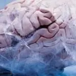 Ibernare i cervelli in cambio di 10mila dollari, ecco la proposta di una startup per la vita eterna