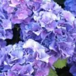 Festa della donna, giorno perfetto per vendere ortensie contro la sclerosi