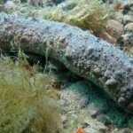 Oloturie, bandita la pesca dei cetrioli marini. Sono necessari per l'ambiente