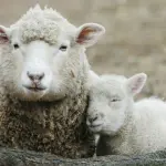 Pecore con cellule umane: creato embrione uomo-pecora per guarire le malattie dell'uomo