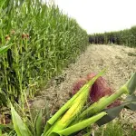 Mais OGM non è nocivo, ci sono le prove