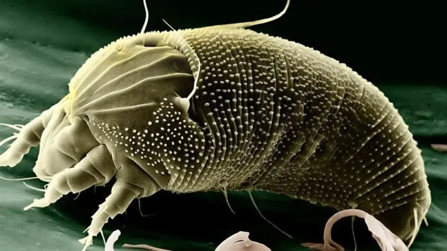 Allerta scabbia in Italia: alcuni contagi in provincia in Torino