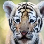 Cucciolo di tigre: tentano di spedirlo con un pacco postale