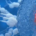 Ovociti umani in provetta: punto di svolta per la fecondazione??