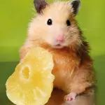 USA, le vietano di tenere con sè il criceto e lo getta nel water