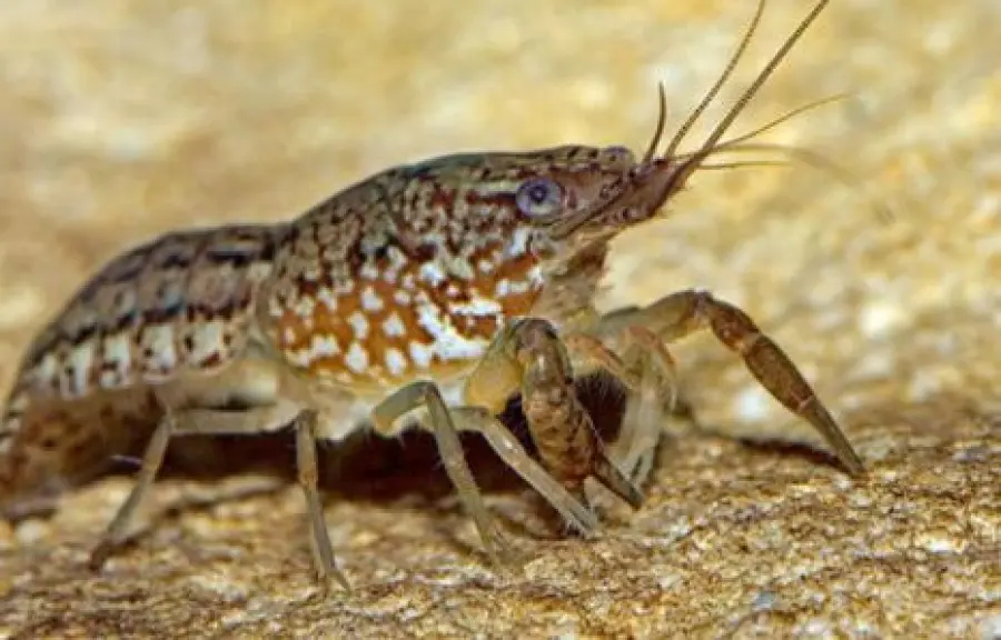 Gambero marmorizzato che si clona da solo, pericoloso animale sulla Terra?