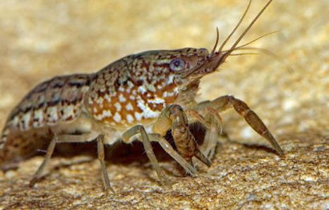 Gambero marmorizzato che si clona da solo, pericoloso animale sulla Terra?