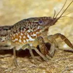 Gambero marmorizzato che si clona da solo, pericoloso animale sulla Terra?