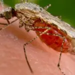 Blu di metilene, arma efficace contro la malaria