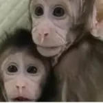 Scimmiette clonate: ecco il secondo esperimento dopo la pecora Dolly