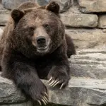 Abruzzo: orso marsicano Juan Carrito muore investito da un'auto