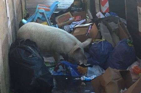 Maiale a Roma tra i rifiuti , la capitale indignata