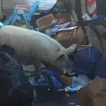 Maiale a Roma tra i rifiuti , la capitale indignata