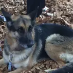 I cani dal fiuto anti Tumore