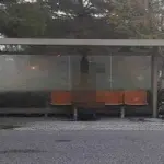 Orrore a Rimini, un lupo è stato ucciso e appeso alla fermata dell'autobus