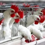 Allarme aviaria a Milano, bloccata l'esportazione di polli e uova all'estero