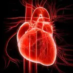 Cuore a rischio con i carboidrati e non con i grassi