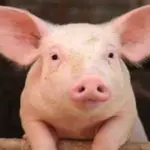 DNA: creati maiali OGM per trapianti di organi all’uomo