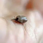 Puntura di zecca, rischi: il parassita causa la malattia di Lyme
