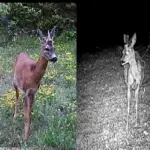 Avvistato un unicorno sui Monti Sibillini