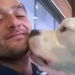 Iceberg il cane condannato a morte è salvo, tornerà in Italia