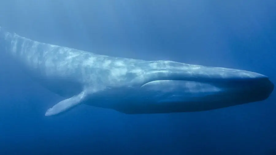 Tredicenne sviene in classe: "Giocavo al Blue Whale"