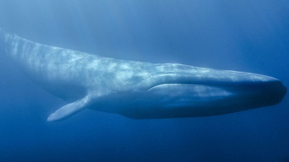 Tredicenne sviene in classe: "Giocavo al Blue Whale"