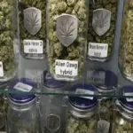 Marijuana light legale in Italia: dove si può comprare e prezzi cannabis light