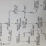 Sei frequentabile? Scoprilo con il diagramma di flusso per relazioni