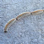 Pericolo Processionaria, come riconoscerla e cosa fare in caso di contatto