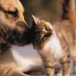Mutua animali domestici 2017, curare cani e gatti risparmiando il 50 %: info e costi
