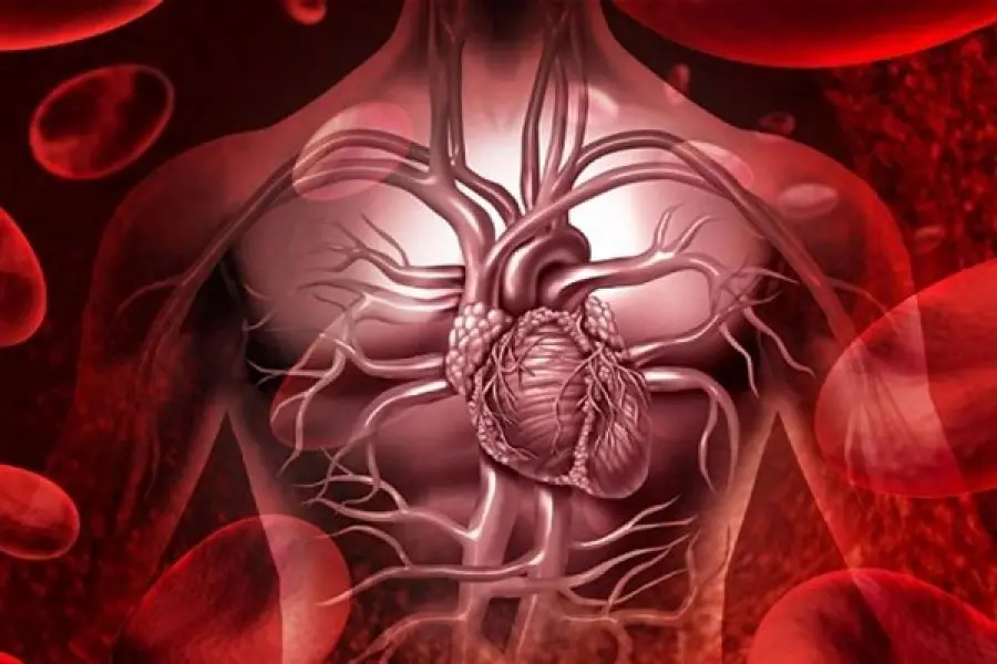 Riskometer l’app che calcola il rischio di ictus e infarto: come funziona?