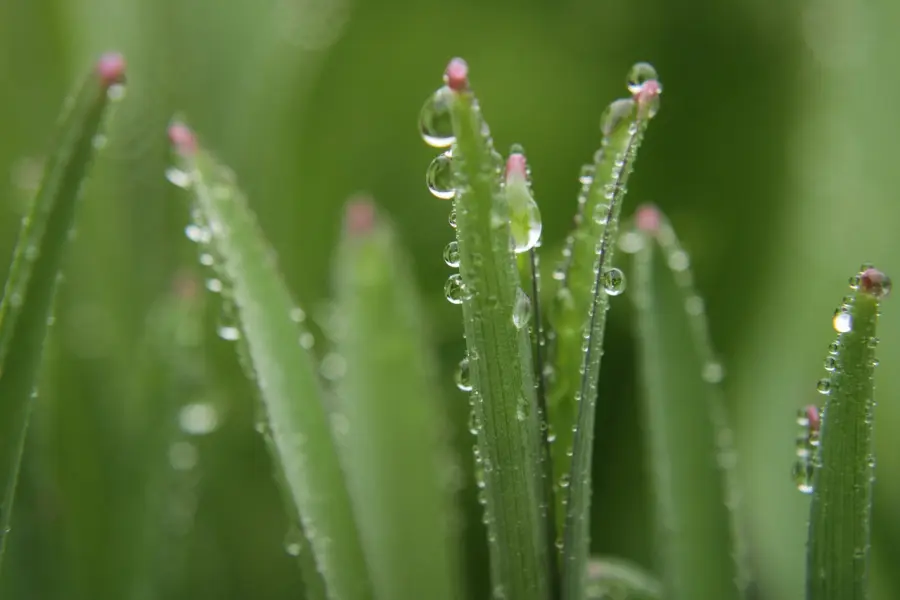 Come proteggere le piante grasse dal freddo, il trucco che non sai