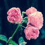Come piantare una rosa in giardino passo dopo passo: guida pratica per una crescita sana e duratura