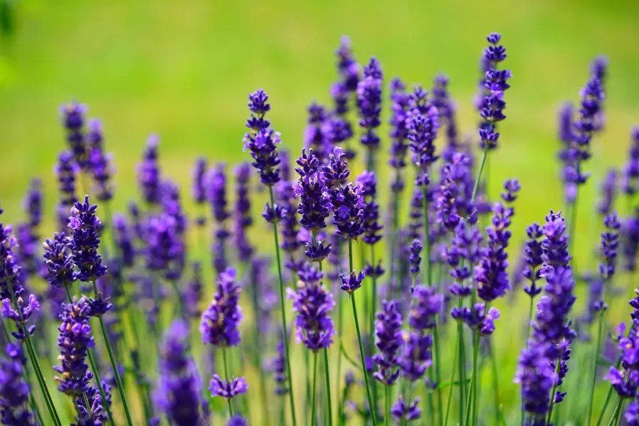 Come piantare lavanda in giardino: guida pratica per coltivarla con successo