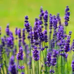 Come piantare lavanda in giardino: guida pratica per coltivarla con successo