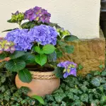 Come salvare una pianta che sta seccando: diagnosi e interventi efficaci