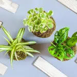 Come curare le piante da appartamento che ingialliscono: cause e rimedi efficaci