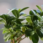 Come pulire le foglie delle piante correttamente: guida pratica