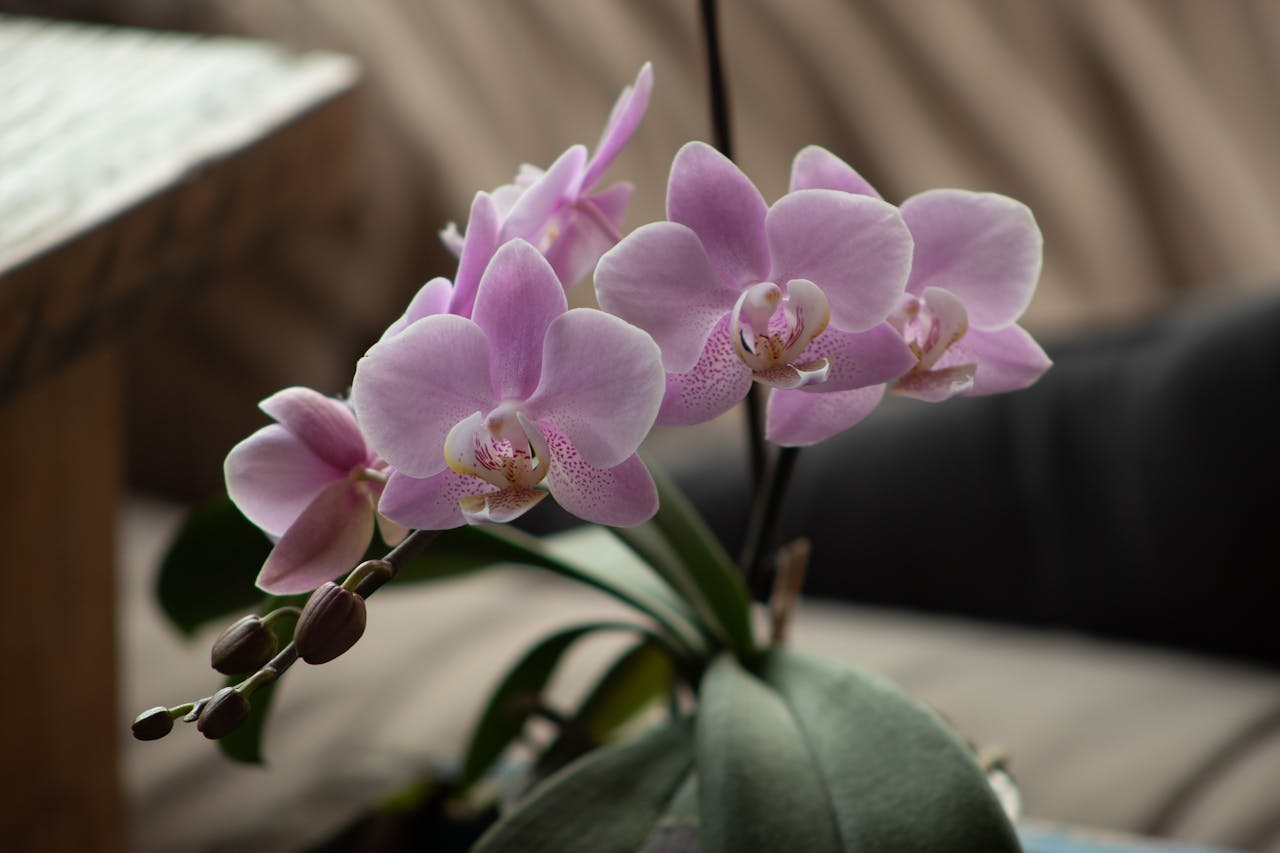 Come far rifiorire le orchidee in casa