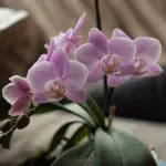 Come far rifiorire le orchidee in casa