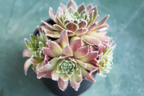 Come curare le piante grasse in casa: luce, acqua e attenzioni per farle prosperare