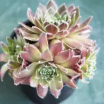 Come curare le piante grasse in casa: luce, acqua e attenzioni per farle prosperare