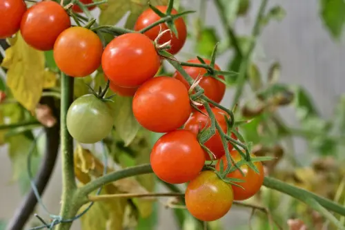 Come piantare pomodori sul balcone: consigli utili per una coltivazione facile