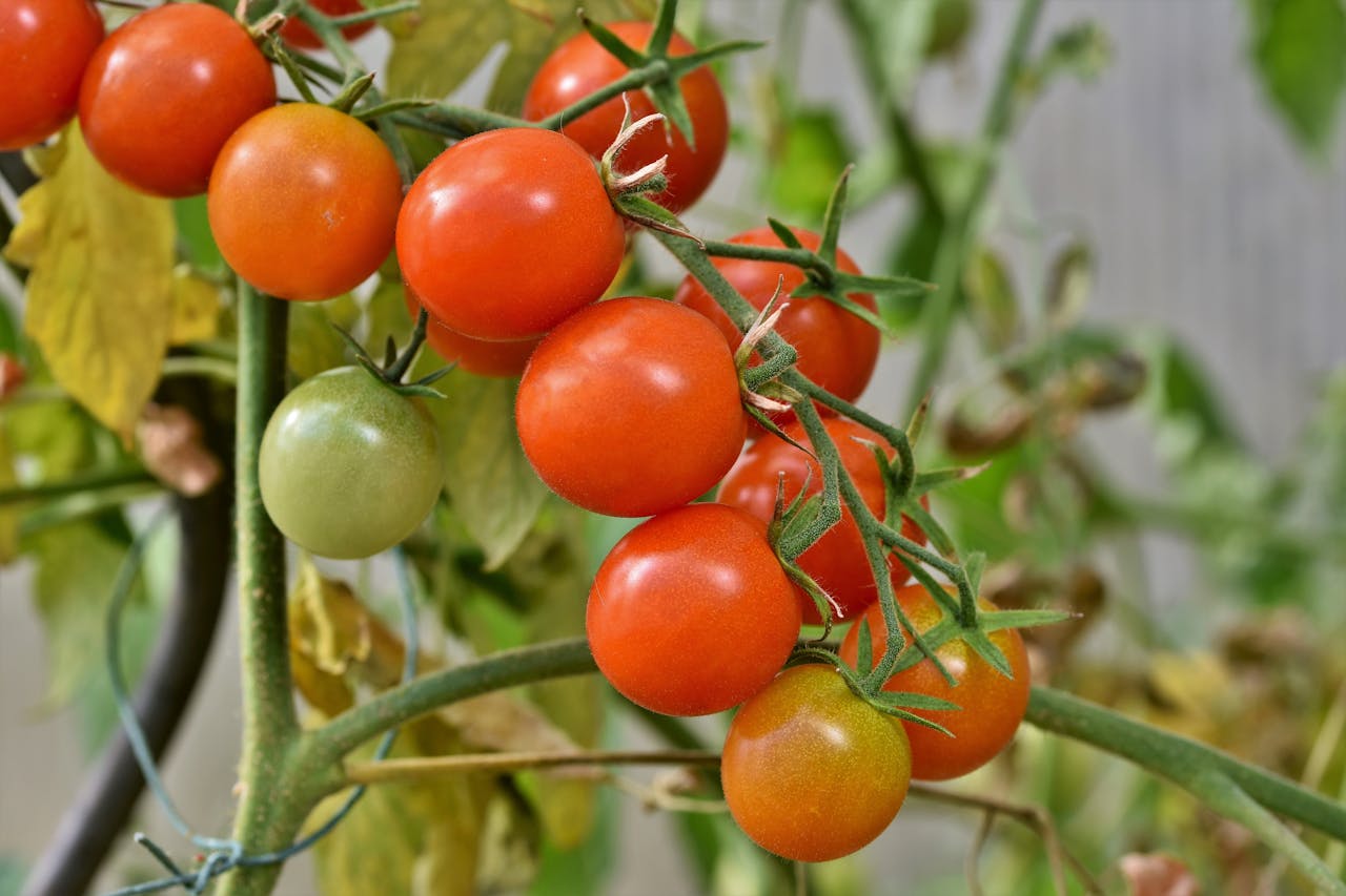 Come piantare pomodori sul balcone: consigli utili per una coltivazione facile