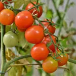 Come piantare pomodori sul balcone: consigli utili per una coltivazione facile