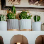 Come scegliere il vaso giusto per ogni pianta