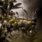 Abbacchiatori Campagnola: Analisi dei Prezzi e Guida all'Acquisto